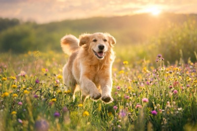 Golden retriever running through a wildflower meadow, telephoto lens, late afternoon light, generated at 3:2