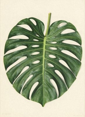 Botanical illustration of a monstera leaf in the style of a vintage scientific plate, cream paper, generated at 3:4