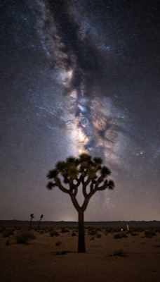 Phone wallpaper of a starry night sky over a desert with a single Joshua tree, Milky Way overhead, generated at 9:16